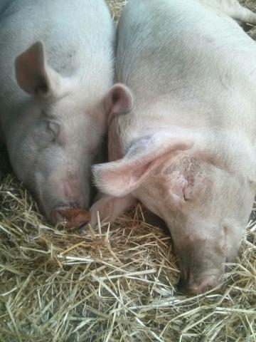 Pigs at Farm Animal Rescue