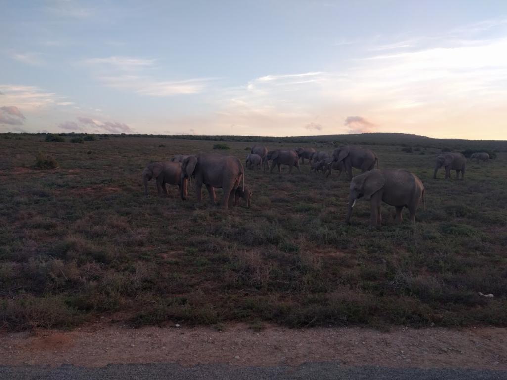 Addo Elephant Park