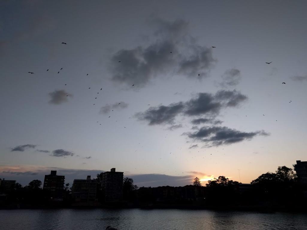 Brisbane river bats flying