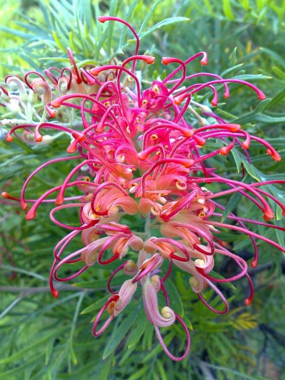 Grevillea at Coledale