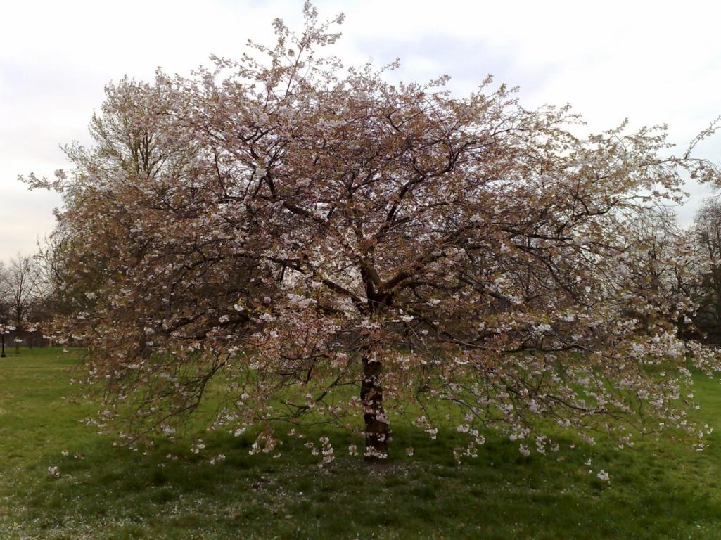 Hyde Park tree