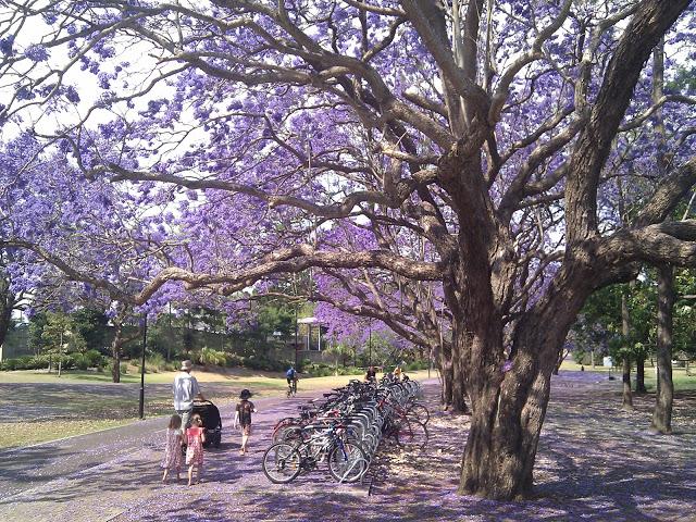 Jacarandas at UQ