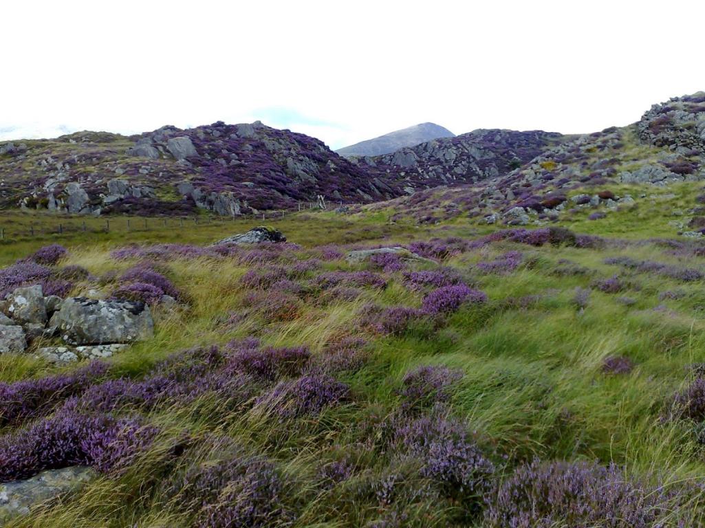 Heather on Snowdon