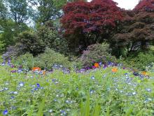 Flowers in the Lake District