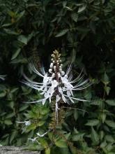 A white flower